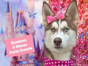 Cachorro raça Husky Siberiano idade 2 a 6 meses nome Bombom