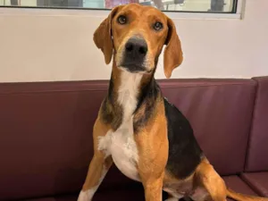 Cachorro raça SRD-ViraLata idade 3 anos nome Cacau - Mix Beagle 