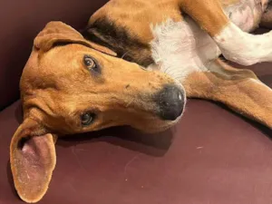 Cachorro raça SRD-ViraLata idade 3 anos nome Cacau - mix Beagle 