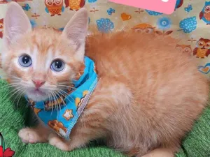 Gato raça SRD-ViraLata idade 2 a 6 meses nome Tito gato