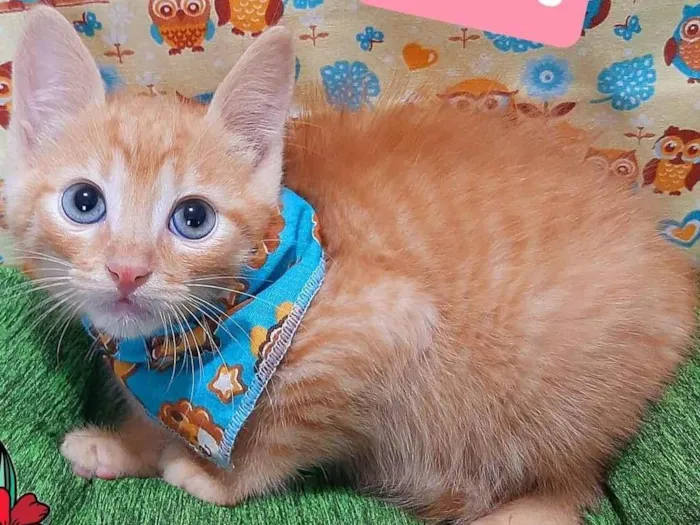 Gato raça SRD-ViraLata idade 2 a 6 meses nome Tito gato