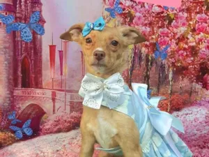 Cachorro raça SRD-ViraLata idade 2 anos nome Docinho