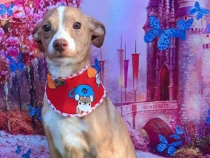 Cachorro raça SRD-ViraLata idade 2 anos nome Sorrizo