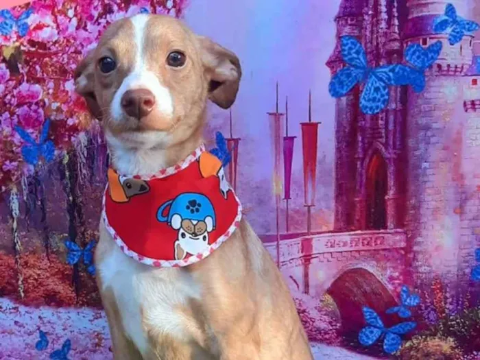 Cachorro raça SRD-ViraLata idade 2 anos nome Sorrizo