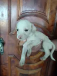 Cachorro raça SRD-ViraLata idade Abaixo de 2 meses nome Filhotes