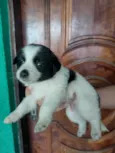 Cachorro raça SRD-ViraLata idade Abaixo de 2 meses nome Filhotes
