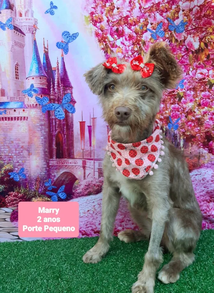 Cachorro raça SRD-ViraLata idade 2 anos nome Marry 