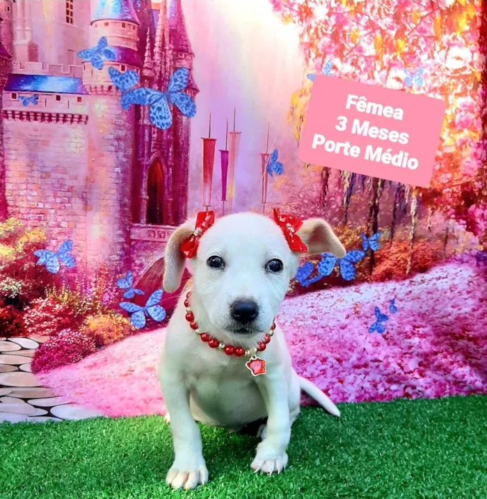 Cachorro raça SRD-ViraLata idade 2 a 6 meses nome Kiara 