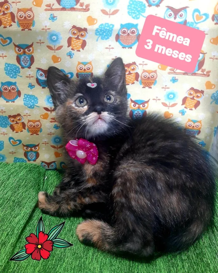 Gato raça SRD-ViraLata idade 2 a 6 meses nome Yara