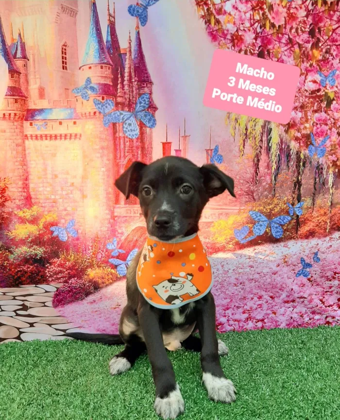 Cachorro raça SRD-ViraLata idade 2 a 6 meses nome Ryan