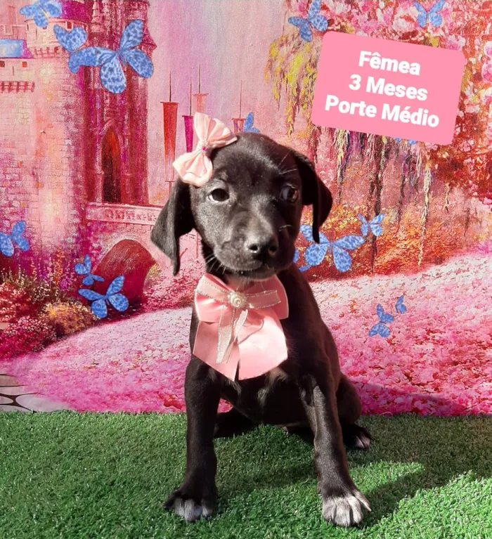 Cachorro raça SRD-ViraLata idade 2 a 6 meses nome Blant