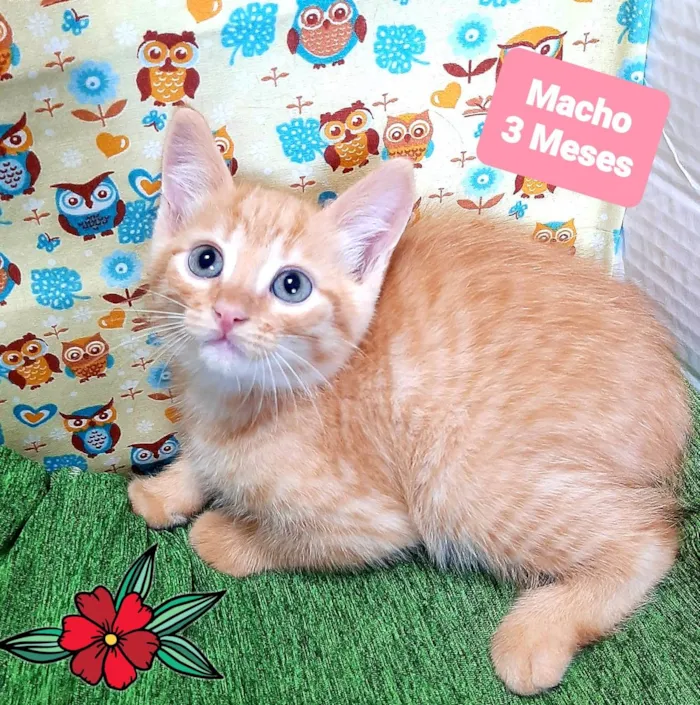 Gato raça SRD-ViraLata idade 2 a 6 meses nome Hiro