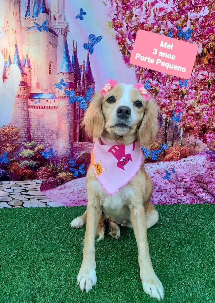 Cachorro raça SRD-ViraLata idade 3 anos nome Mel