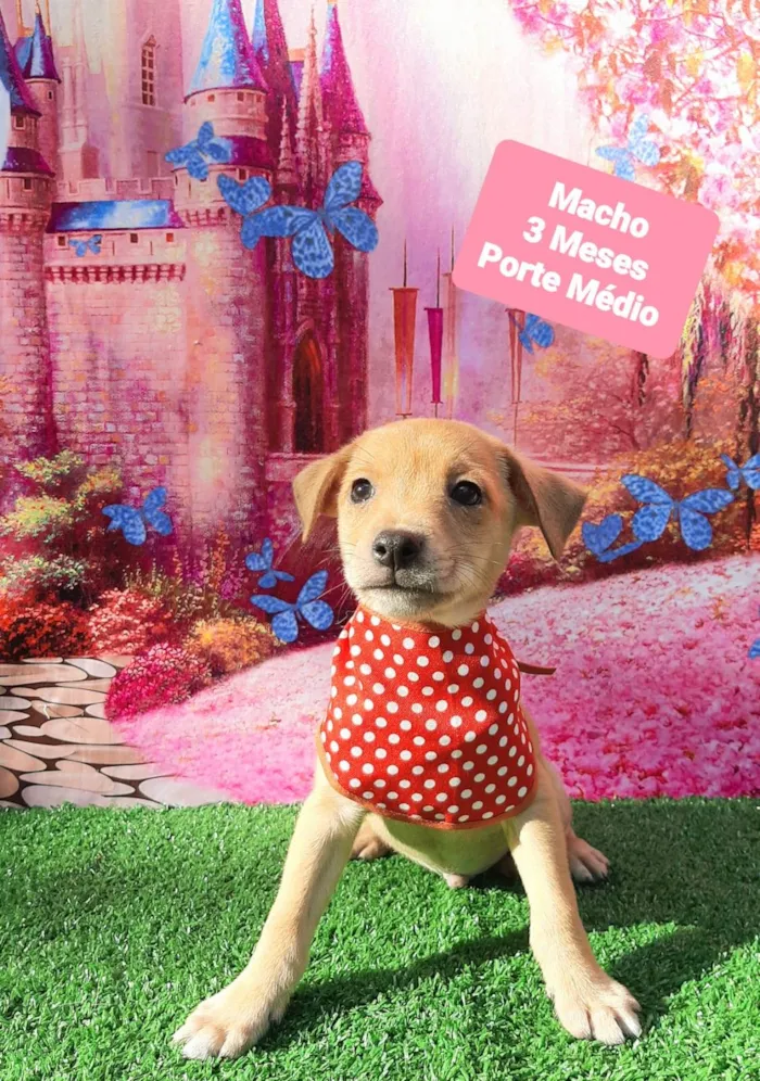 Cachorro raça SRD-ViraLata idade 2 a 6 meses nome Richard 