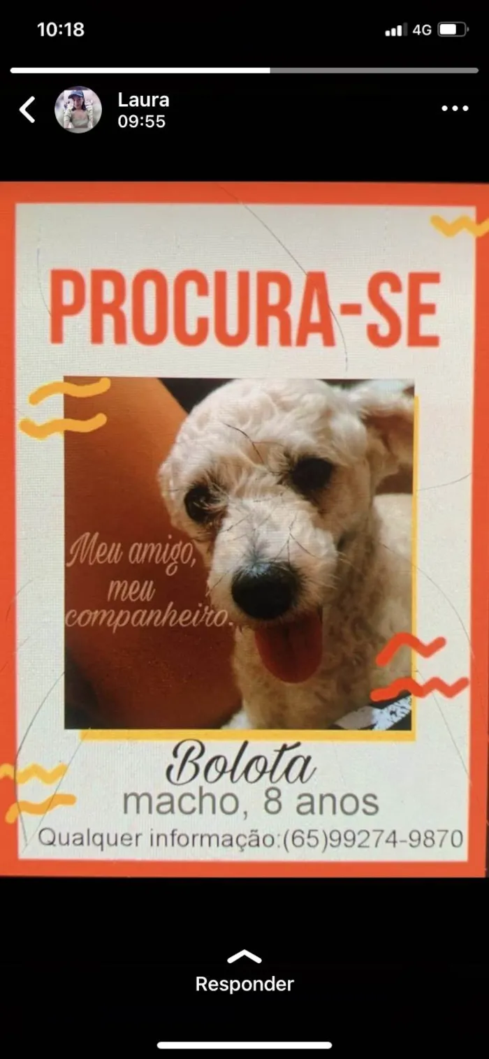 Cachorro ra a Poodle idade 6 ou mais anos nome Bolota