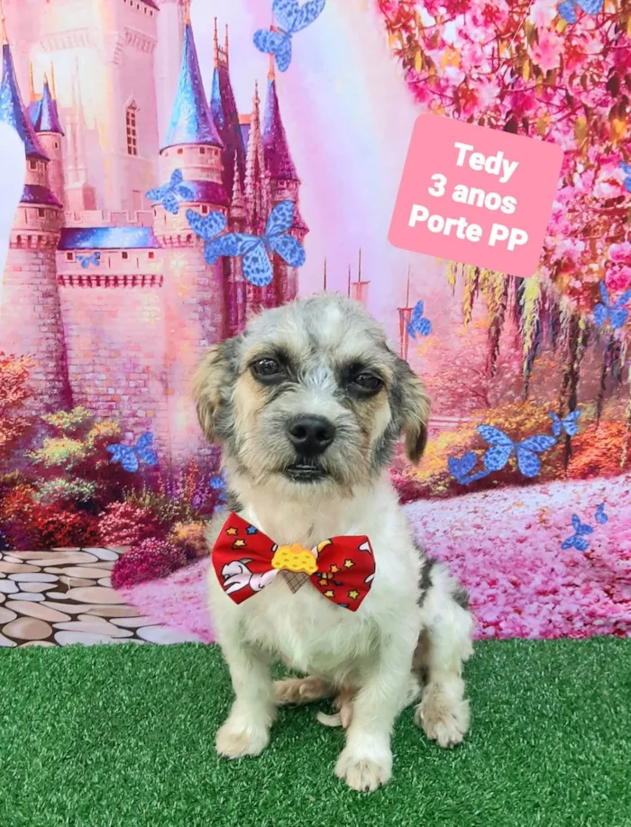 Cachorro raça SRD-ViraLata idade 3 anos nome Tedy
