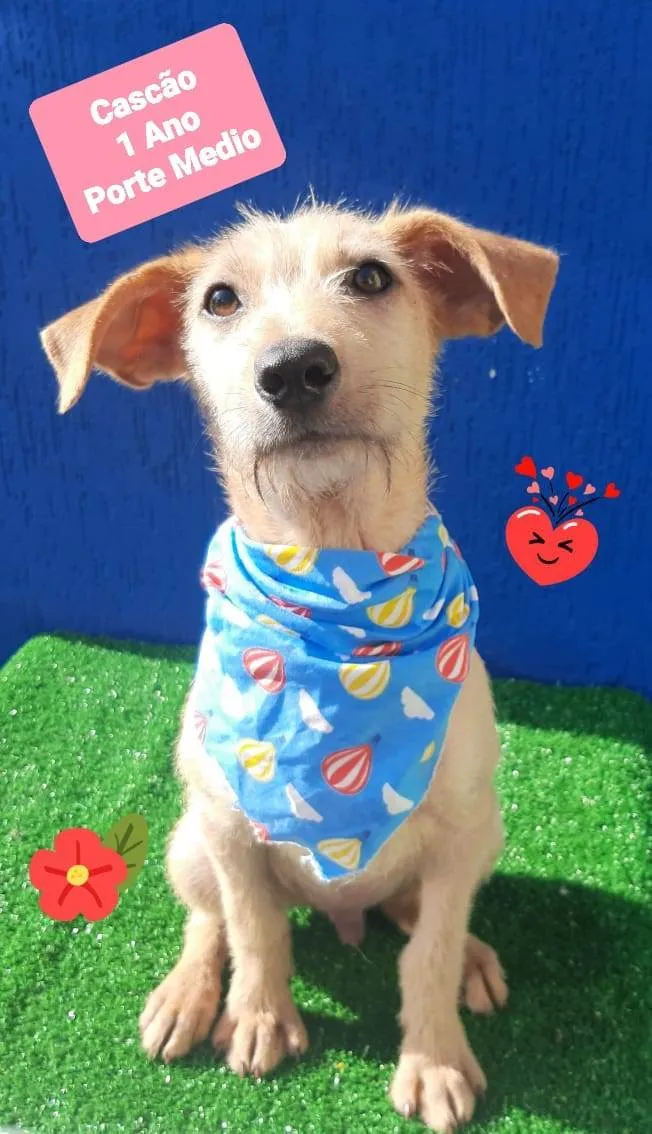 Cachorro raça SRD-ViraLata idade 1 ano nome Cascao