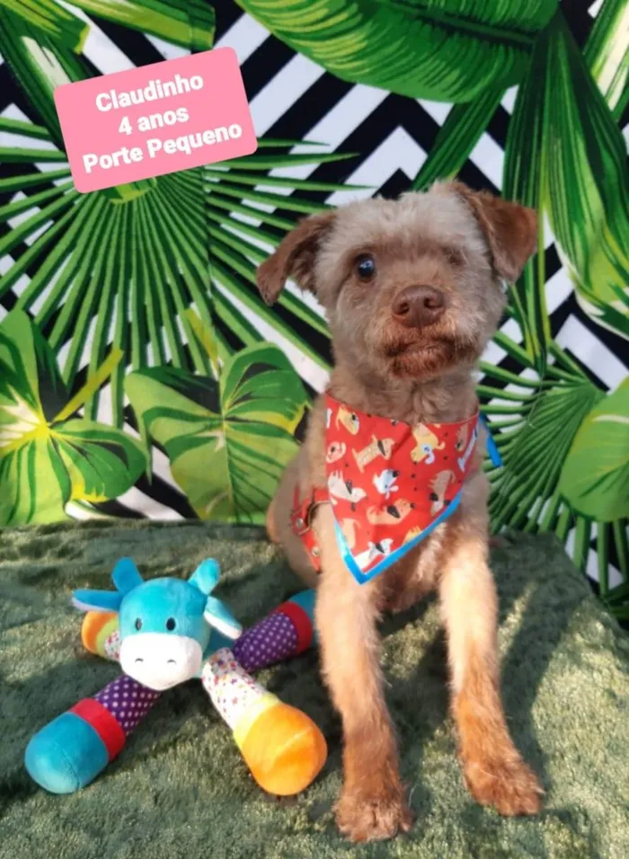 Cachorro raça SRD-ViraLata idade 4 anos nome Claudinho 