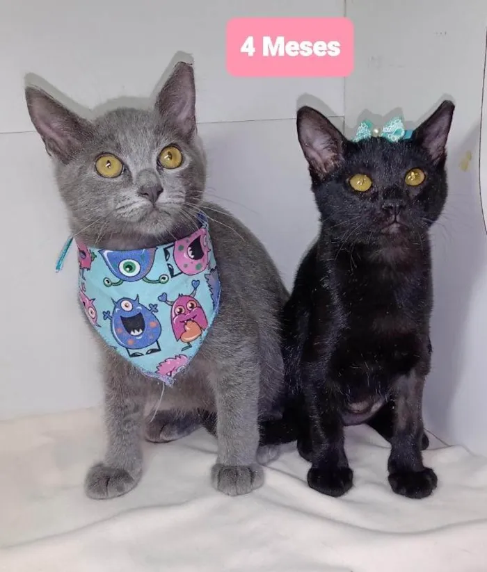 Gato raça SRD-ViraLata idade 2 a 6 meses nome Gatos 