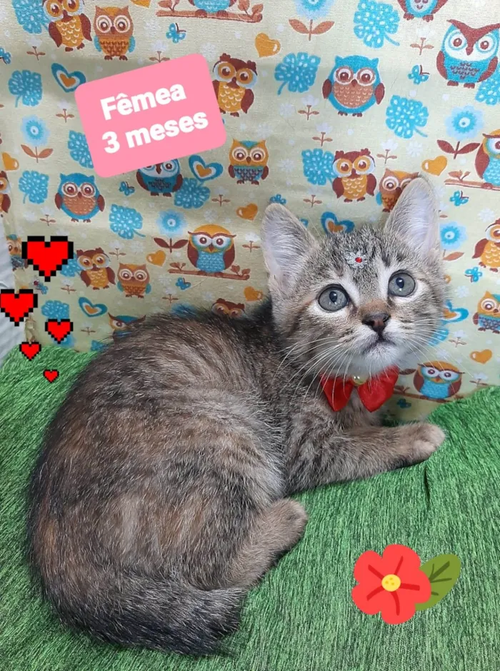 Gato raça SRD-ViraLata idade 2 a 6 meses nome Tigreza