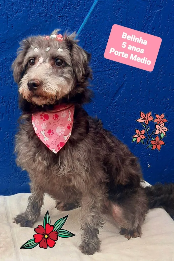 Cachorro raça SRD-ViraLata idade 5 anos nome Belinha 