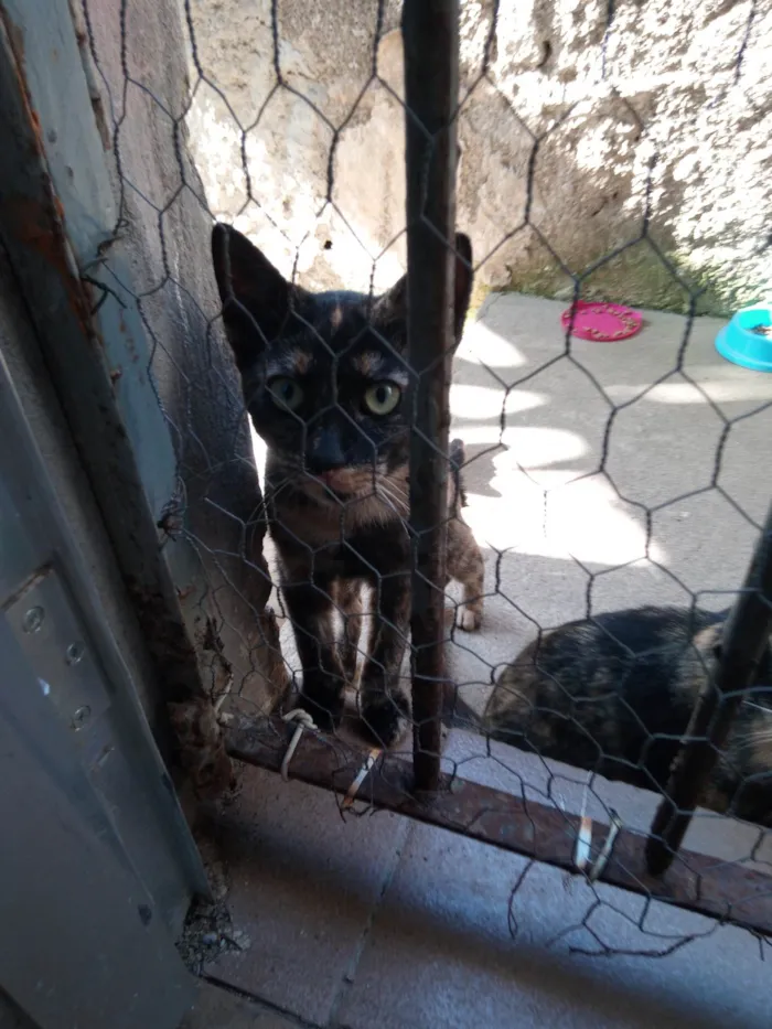 Gato ra a Sem raça idade 7 a 11 meses nome Manchada