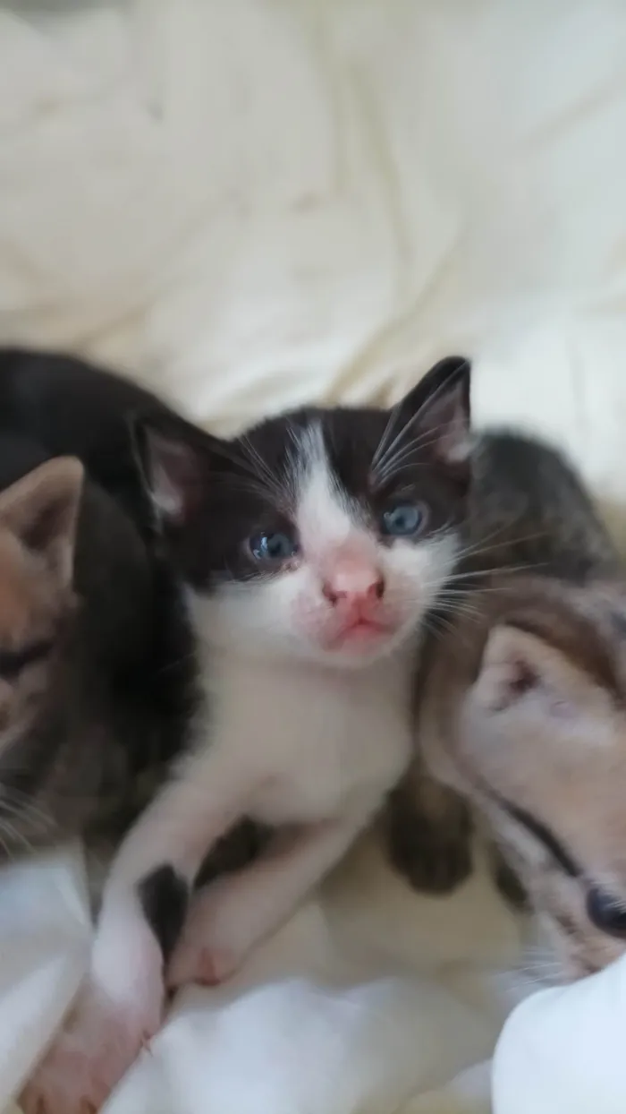 Gato raça --- idade Abaixo de 2 meses nome Filhotes 