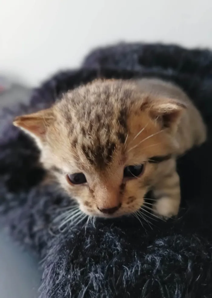 Gato raça --- idade Abaixo de 2 meses nome Filhotes 