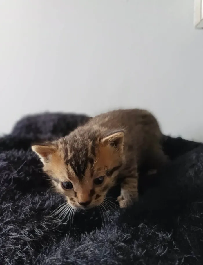 Gato raça --- idade Abaixo de 2 meses nome Filhotes 