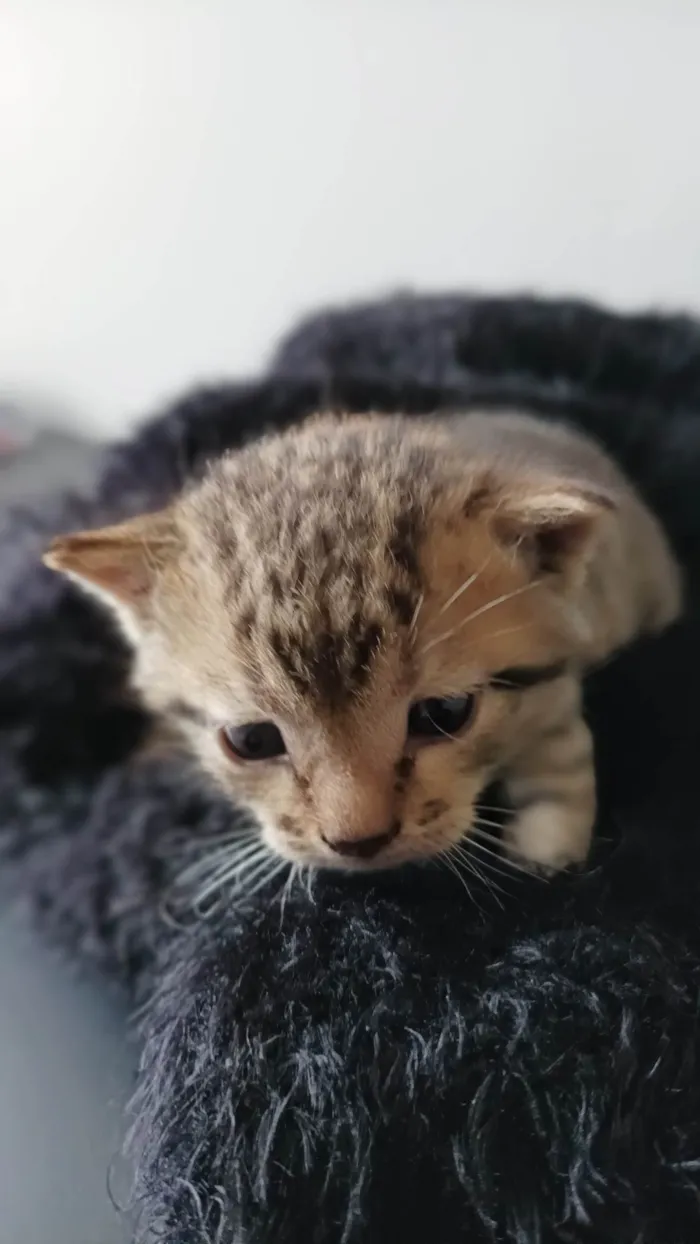Gato raça --- idade Abaixo de 2 meses nome Filhotes 