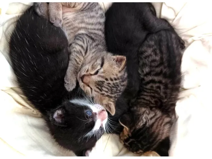 Gato raça --- idade Abaixo de 2 meses nome Filhotes 