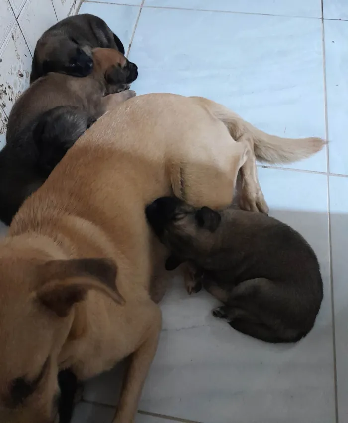 Cachorro ra a SRD-ViraLata idade Abaixo de 2 meses nome Filhotes 