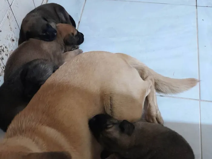 Cachorro ra a SRD-ViraLata idade Abaixo de 2 meses nome Filhotes 