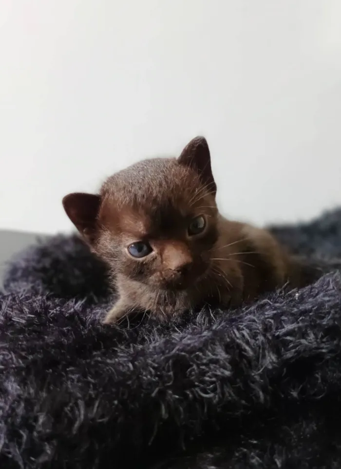 Gato raça --- idade Abaixo de 2 meses nome Filhote