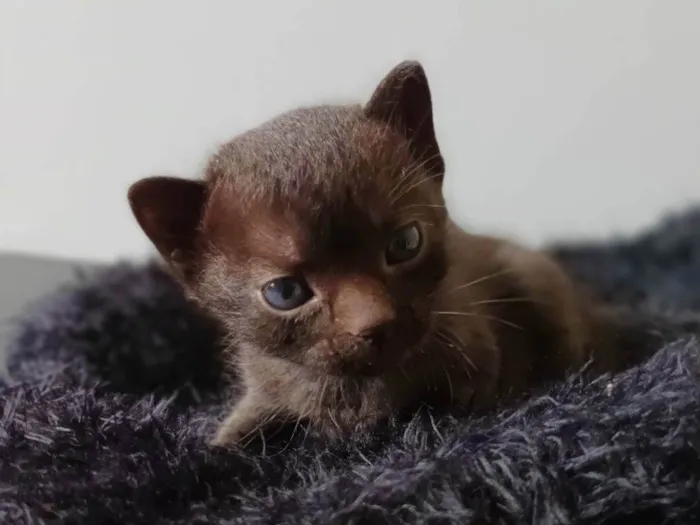 Gato raça --- idade Abaixo de 2 meses nome Filhote