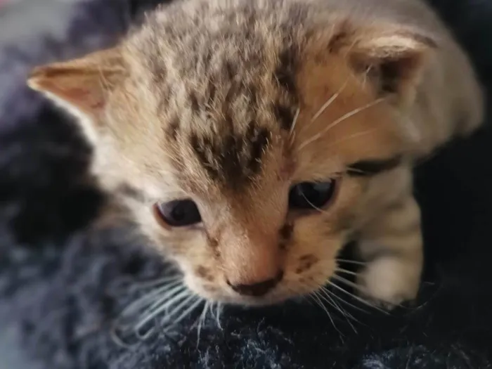 Gato raça --- idade Abaixo de 2 meses nome Filhote 