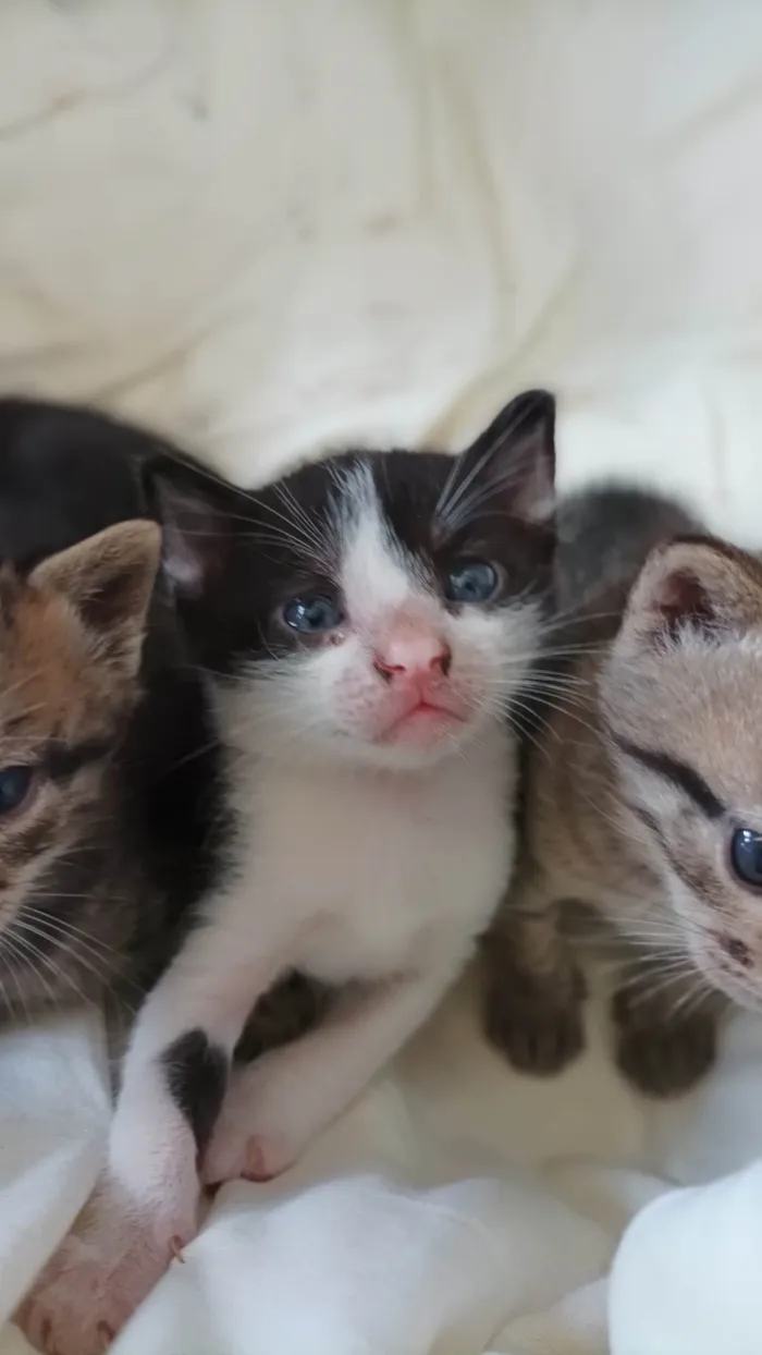 Gato raça --- idade Abaixo de 2 meses nome Filhote 