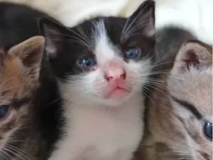 Gato raça --- idade Abaixo de 2 meses nome Filhote 