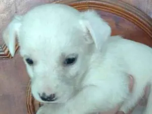 Cachorro raça SRD-ViraLata idade Abaixo de 2 meses nome Filhotes