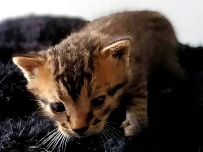 Gato raça --- idade Abaixo de 2 meses nome Filhote 
