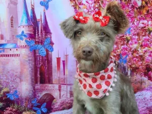 Cachorro raça SRD-ViraLata idade 2 anos nome Marry 