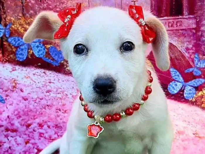 Cachorro raça SRD-ViraLata idade 2 a 6 meses nome Kiara 