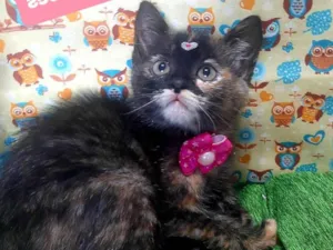 Gato raça SRD-ViraLata idade 2 a 6 meses nome Yara