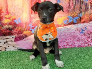 Cachorro raça SRD-ViraLata idade 2 a 6 meses nome Ryan