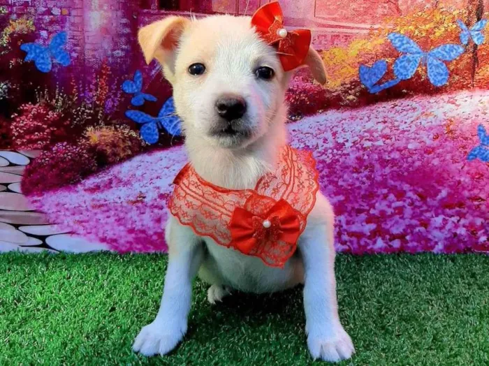 Cachorro raça SRD-ViraLata idade 2 a 6 meses nome Tiara 