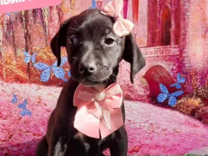 Cachorro raça SRD-ViraLata idade 2 a 6 meses nome Blant