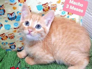 Gato raça SRD-ViraLata idade 2 a 6 meses nome Hiro