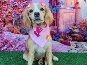 Cachorro raça SRD-ViraLata idade 3 anos nome Mel
