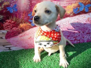 Cachorro raça SRD-ViraLata idade 2 a 6 meses nome Guga