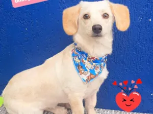Cachorro raça SRD-ViraLata idade 1 ano nome Boby